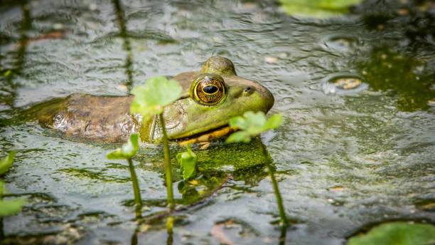 istock Bullfrog Bull frog in the pond 1227539329