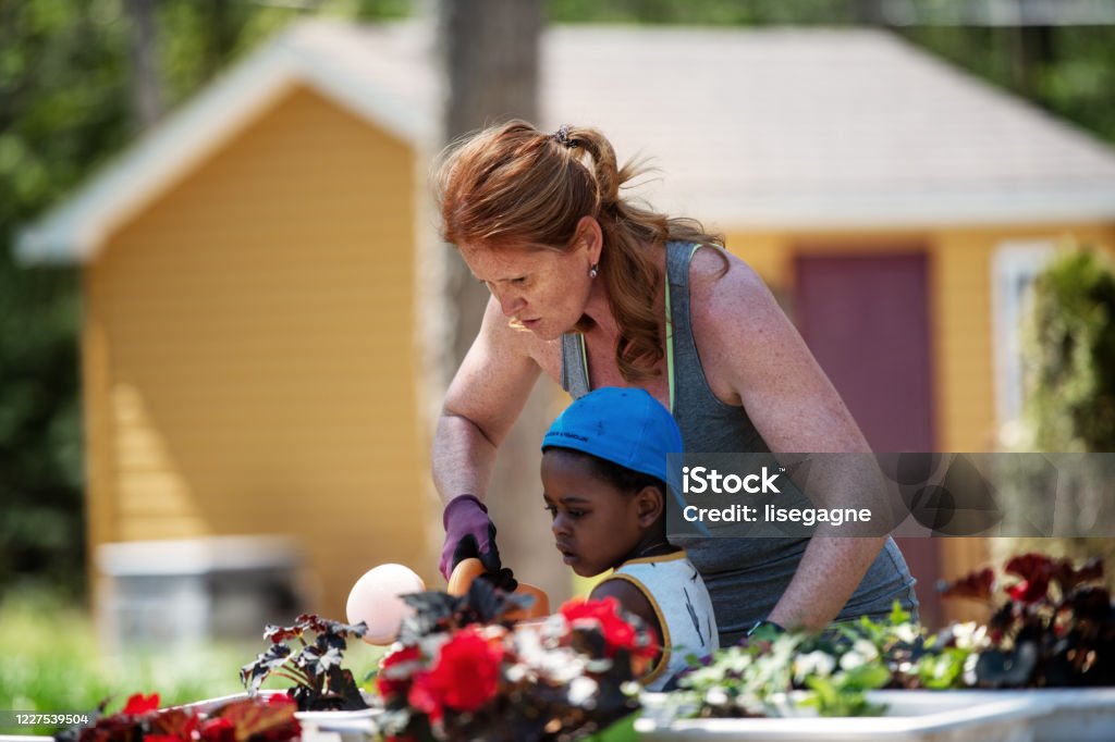 Woman gardening with her son Mature woman gardening with her son, Quebec, Canada Domestic Life Stock Photo
