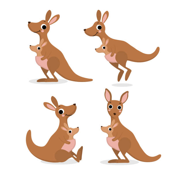 ilustraciones, imágenes clip art, dibujos animados e iconos de stock de lindo canguro y bebé, colección joey. conjunto de personajes de dibujos animados de vida silvestre animal de australia. -vector - kangaroo