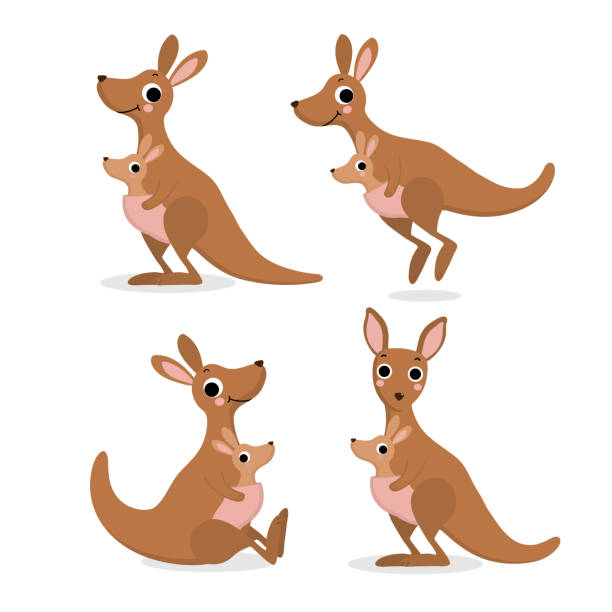 귀여운 캥거루와 아기, 조이 컬렉션. 오스트레일리아 동물 야생 동물 만화 캐릭터 세트입니다. -벡터 - 캥거루 stock illustrations