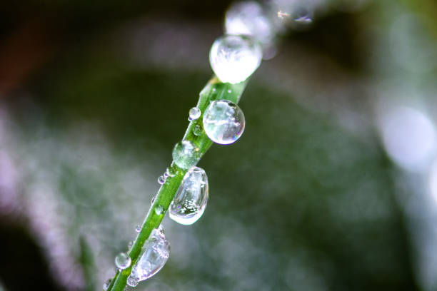 Macro on grass with frost and and drops of water.