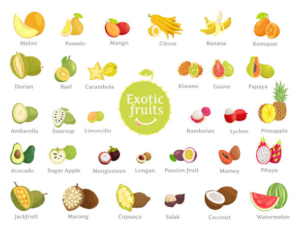 ilustraciones, imágenes clip art, dibujos animados e iconos de stock de deliciosas frutas exóticas llenas de vitaminas gran conjunto - fruta tropical
