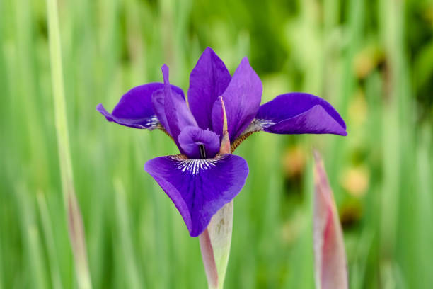 close up of a newly opened Japanese Iris blossom a close up of a newly opened Japanese Iris blossom iris laevigata stock pictures, royalty-free photos & images
