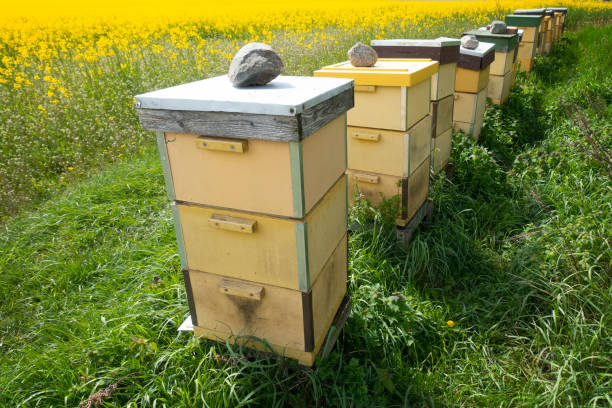 istock Row of beehives 1227541049