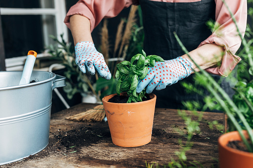 Hands of an anonymous woman wearing rubber gardening gloves putting soil into a terracotta pot with basil.