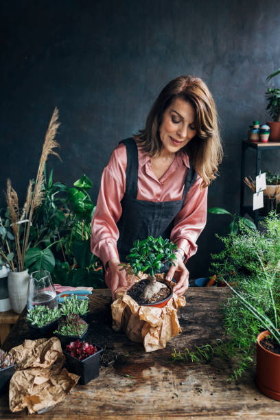 jardinage comme un hobby: une femme âgée tenant un arbre bonsai - main verte photos et images de collection