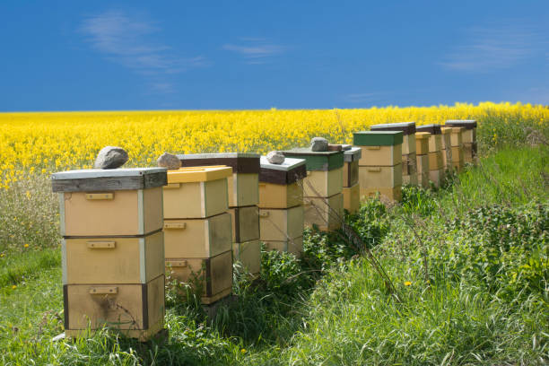 istock Row of beehives 1227541181