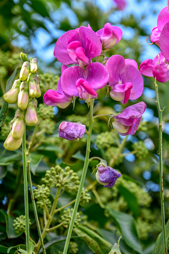 Pink flowers of everlasting pea vine