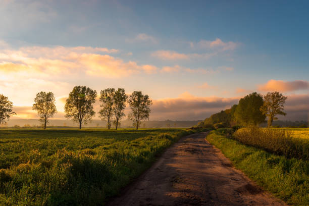 istock Rural view of the rapeseed field 1227543140