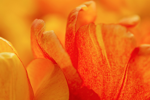 orange background of macro tulip petals