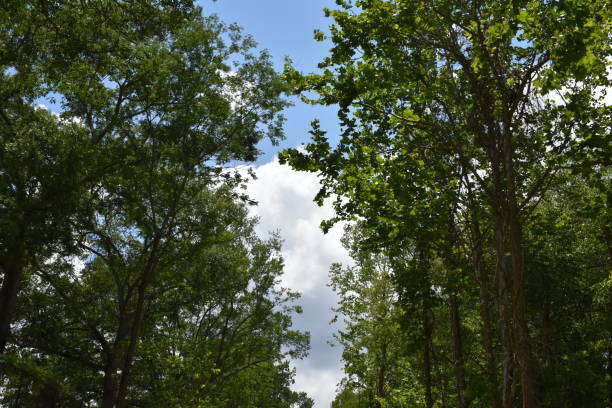 trees and sky visible from a hiking trail in the park - 4724 imagens e fotografias de stock