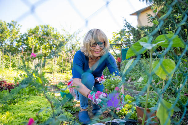 istock Senior Woman Gardening 1227546443