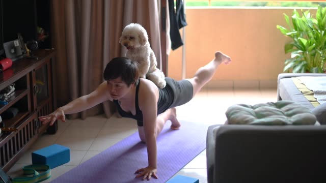 an asian chinese mid adult exercising at home while her toy poodle pet dog disturbing her and licking her face