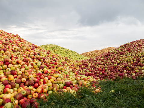 huge piles of apples forming a landscape on their own. No food was wasted during this photosession....well...not much at least.