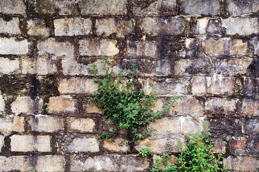 old brick wall with plants backgrounds