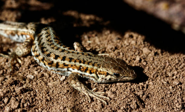 istock cute lizard in nature close-up 1227549234