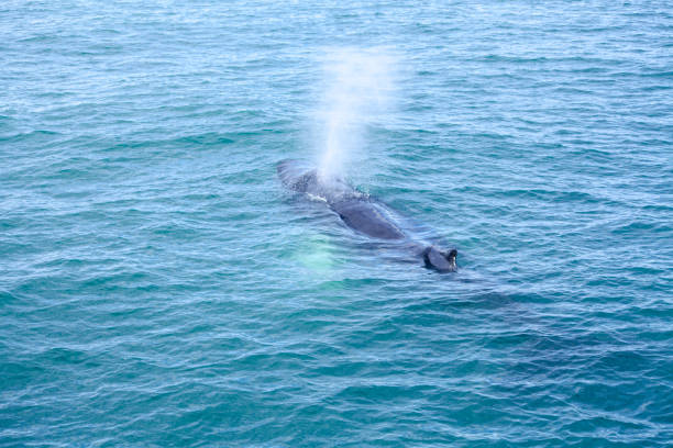 istock Humpback Whale in the blue ocean water. Whale tail in deep blue water. Global warming. Microplastic particles. Climate is changing. Iceland whale watching 1227550006