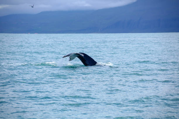 istock Humpback Whale in the blue ocean water. Whale tail in deep blue water. Global warming. Microplastic particles. Climate is changing. Iceland whale watching 1227550019
