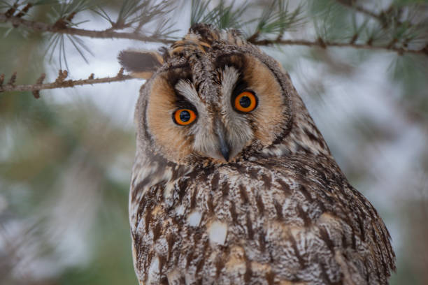 istock Long-eared Owl (Asio otus) wildlife habitat bird. 1227550099