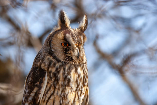 istock Long-eared Owl (Asio otus) wildlife habitat bird. 1227550124