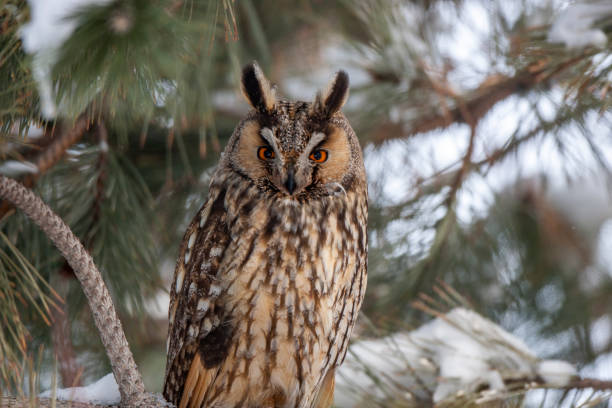 istock Long-eared Owl (Asio otus) wildlife habitat bird. 1227550243