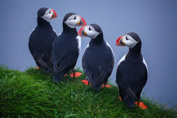 Atlantic Puffins  on sea cliff. Fratercula arctica. Puffins on the rock in Iceland. Common Puffin. Faroe Island. Seabird in the auk family. Bird portrait on top of the cliffs the westfjords of Iceland