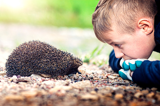 Boy watching hedgehog  (Erinaceus europaeus)
