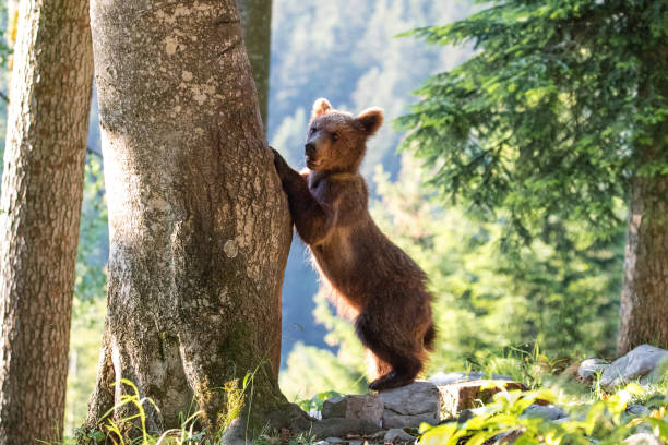 istock Cub of brown bear in te summer forest 1227551736