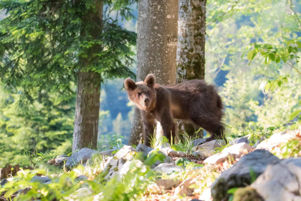 istock Cub of brown bear in te summer forest 1227551975