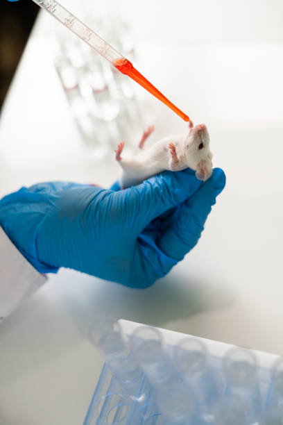 istock Woman chemist testing new formula on little lab mouses 1227553356