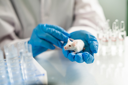 Small experimental mouse is on the laboratory researcher's hand. Concept - laboratory animals, testing drugs, vaccines. Research on laboratory animals