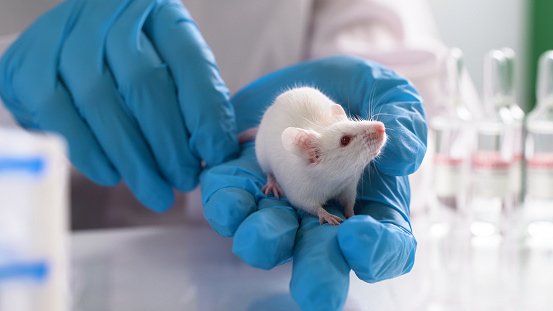 testing drugs and vaccine on mice. Concept - laboratory animals, testing drugs, vaccines. Research on laboratory animals