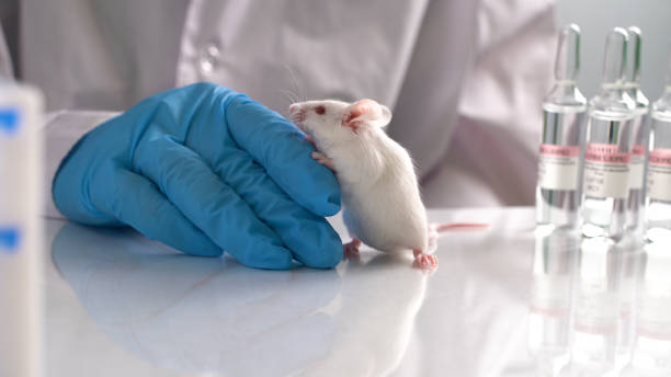 istock Research staff are injecting the mouse into animals,Experimental animals 1227553453