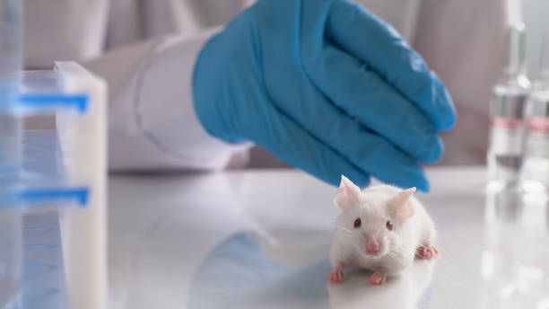 istock Laboratory transgenic mouse on the researcher's hand 1227553479