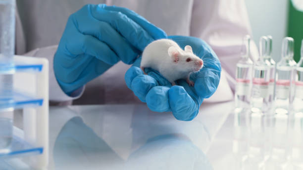 istock Small experimental mouse is on the laboratory researcher's hand 1227553494