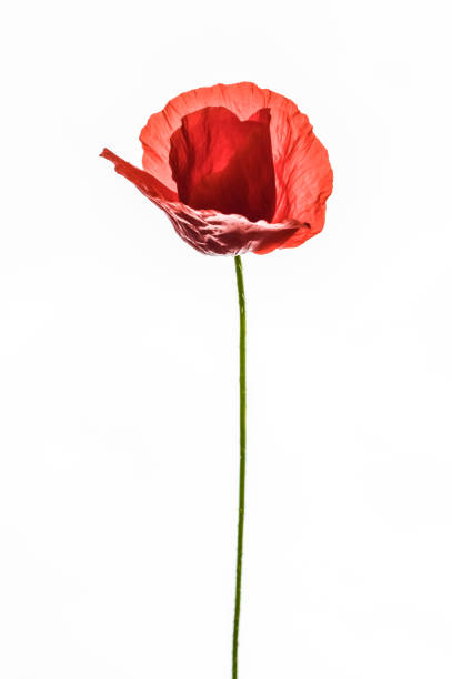 istock Beautiful back lit red poppy isolated on white background 1227555018