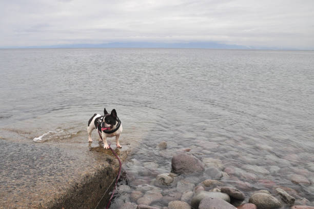 French bulldog playing on the beach