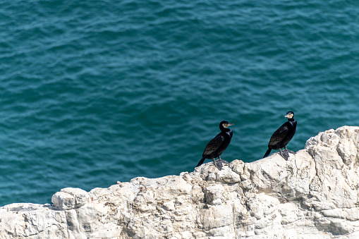 Two cormorant birds on a white chalk cliffs