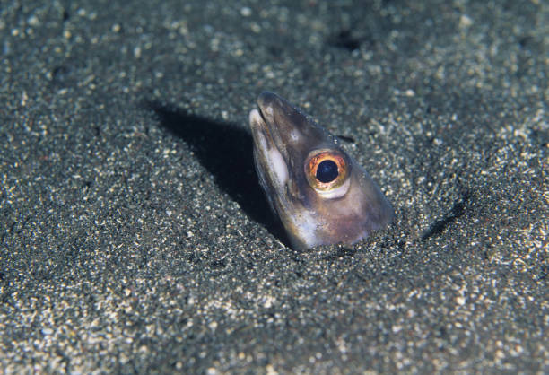 The giant moray (Gymnothorax javanicus) close up
