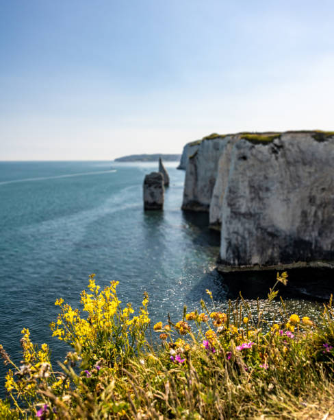 istock Chalk stone cliffs of the Dorset coast 1227555236