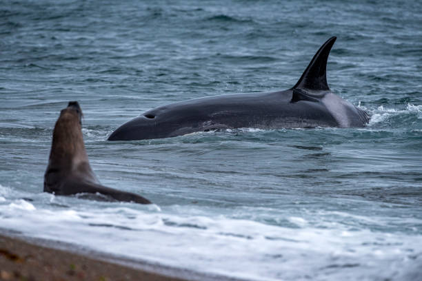 istock Orca killer whale attack a seal sea lion on the beach 1227555309