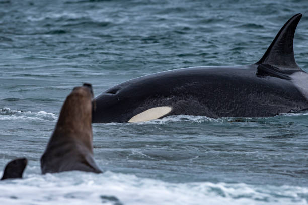 istock Orca killer whale attack a seal sea lion on the beach 1227555322