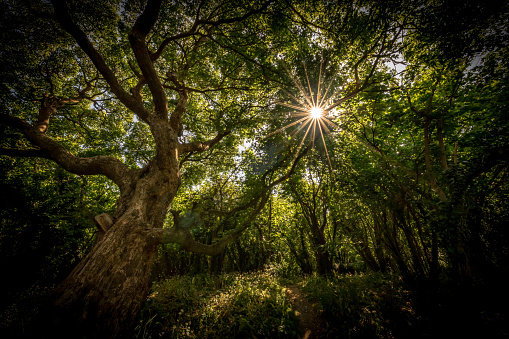 Sun beams through the canopy of a dense woodland