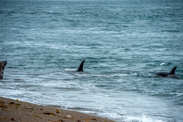 istock Orca killer whale attack a seal sea lion on the beach 1227555352