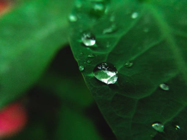 istock Water droplets on the leaf. 1227555460