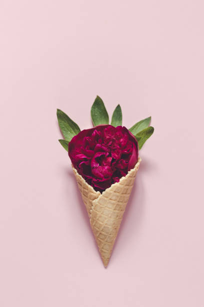 istock peony and leaves in  icecream cone on pink background. Flat lay. 1227555974