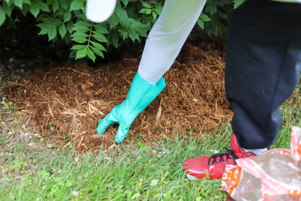 istock A landscaper placing mulch in a yard 1227556036