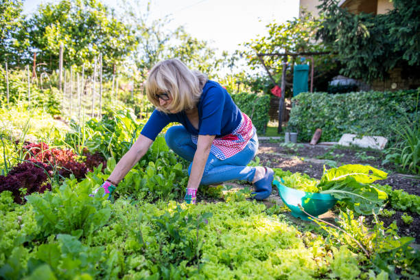 istock Senior Woman Gardening Vegetables 1227556048