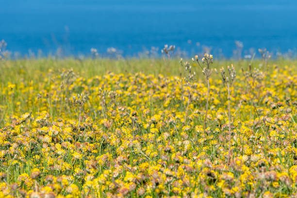 Field of Kidney Vetch flowers, 'Anthyllis vulneraria', found near the coast. Also known as Devil's Claw and part of the Fabaceae family.
