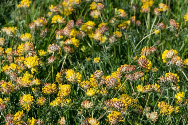 Field of Kidney Vetch flowers, 'Anthyllis vulneraria', found near the coast. Also known as Devil's Claw and part of the Fabaceae family.